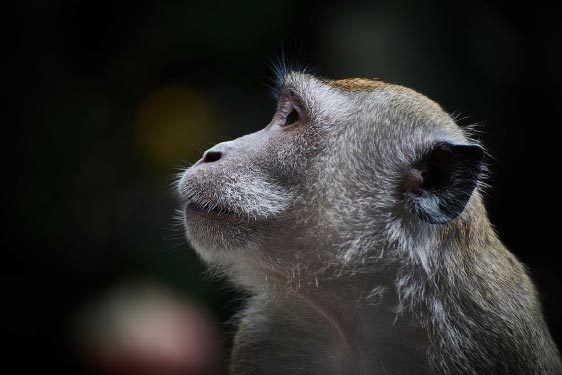 Monkey